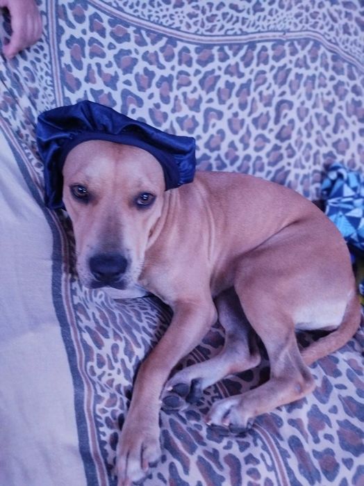 Cadela para adoção