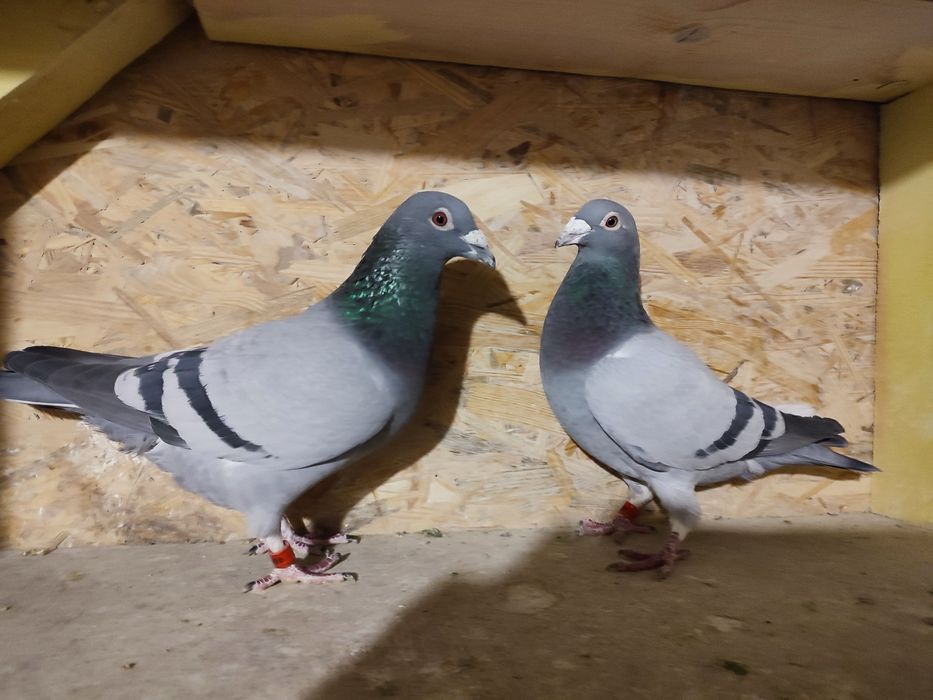 Likwidacja hodowli gołębi pocztowych.