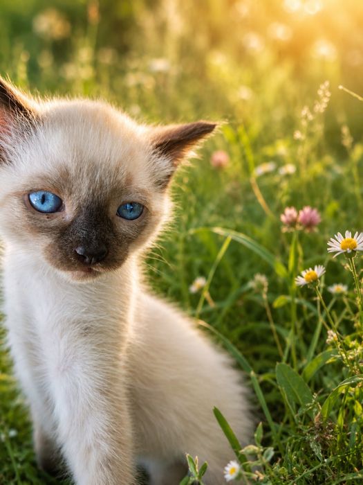 Gatinhos  bebes grátis