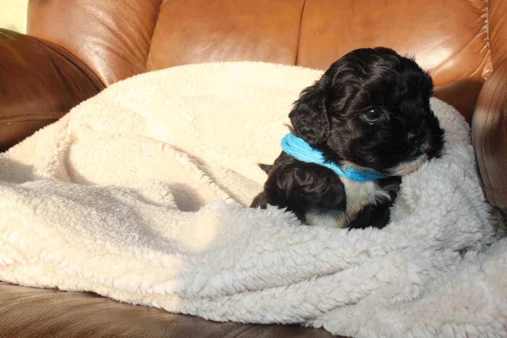 Shihpoo , Niezwykły Piesek Czarny