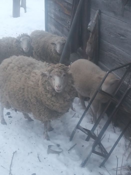 Овечка з ягтятами,