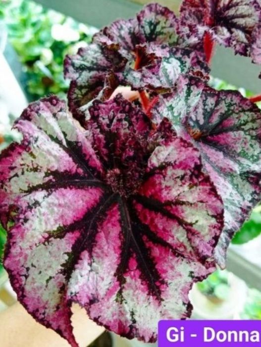 Бегонии сортовые детки