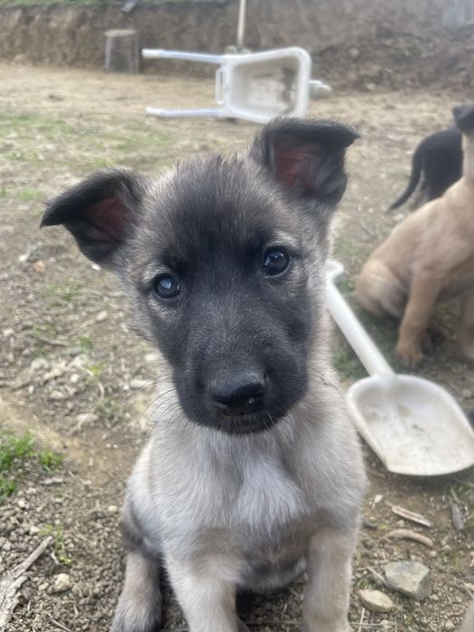 Собаки шукають дім