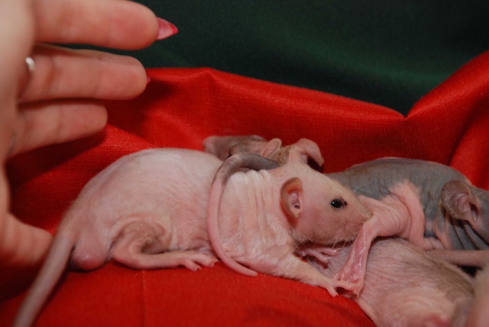 Пацюки сфінкс, лисі криси, щури гіпоалергенні ручні