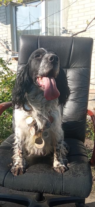 Кобель для вязки