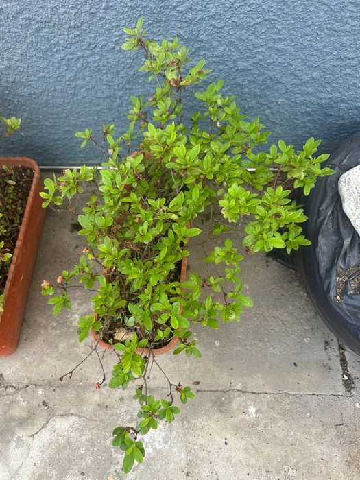 Planta, Azáleas e alguns vasos.