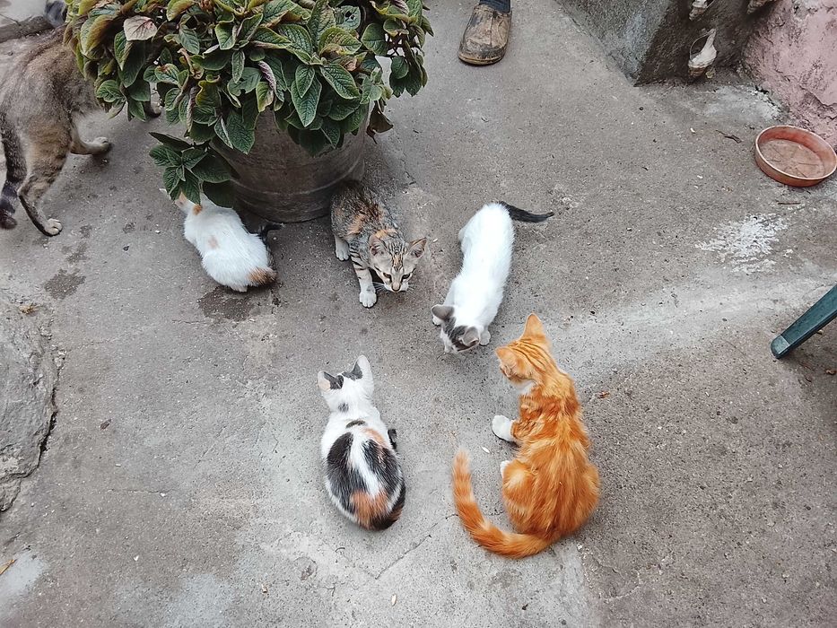 Gatinhos para adopção