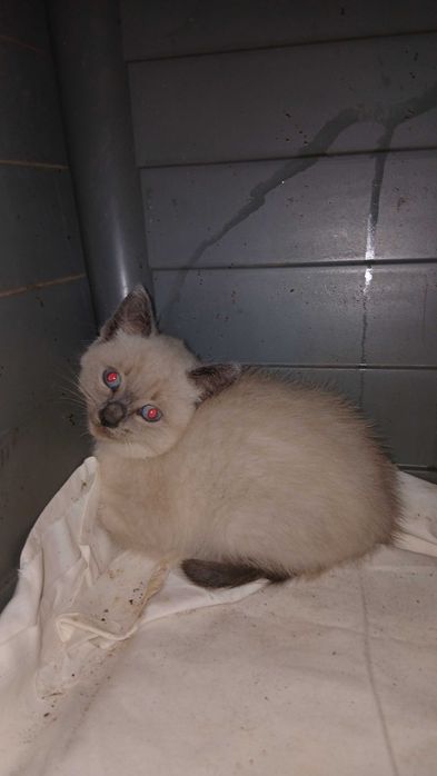 Gatinhos para adoção