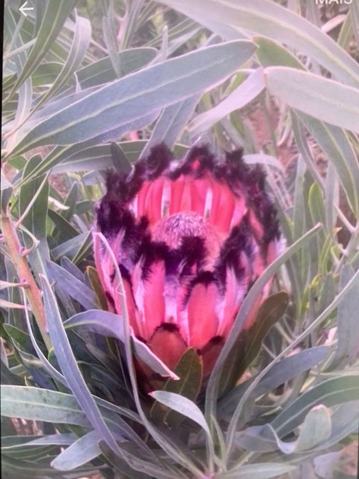 Vasos proteia cor de rosa