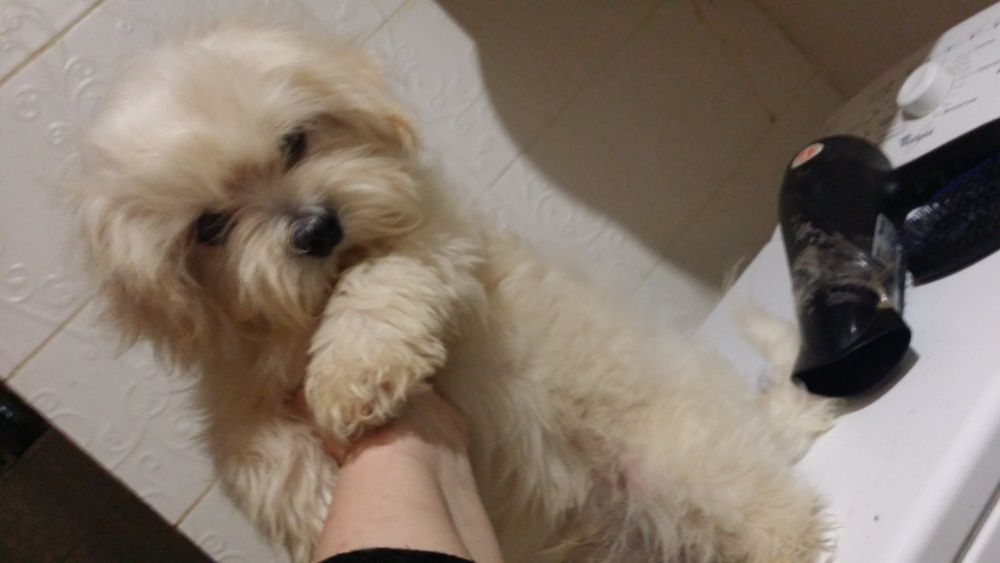 болонка мальтезе и пестрые