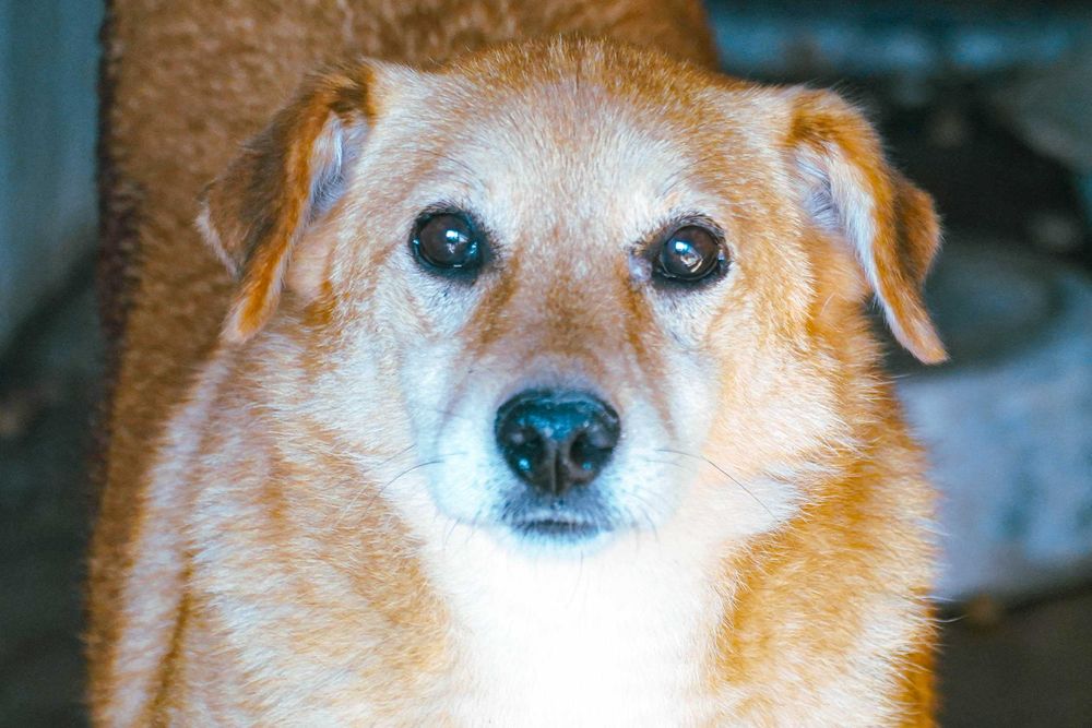 Foksik - rudy psiak czeka na dom