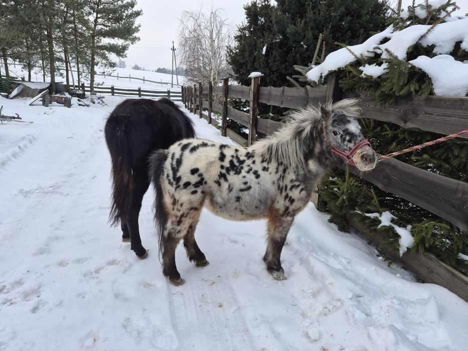 Klacz Kuc Tarant - Ogier Hucuł