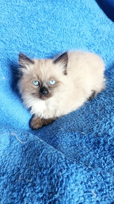 Хлопчик Невстка маскарадна 2 міс