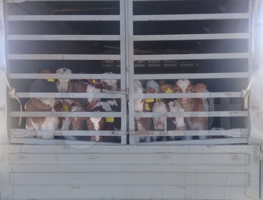 В Продаже Бычки теля