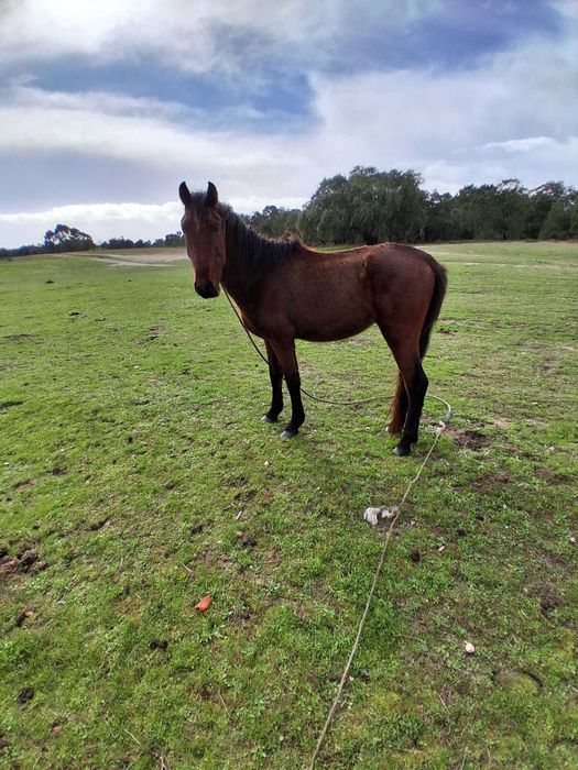 Vendo cavolos mansos