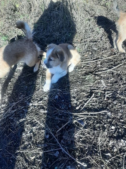 Безхатьки шукають притулок