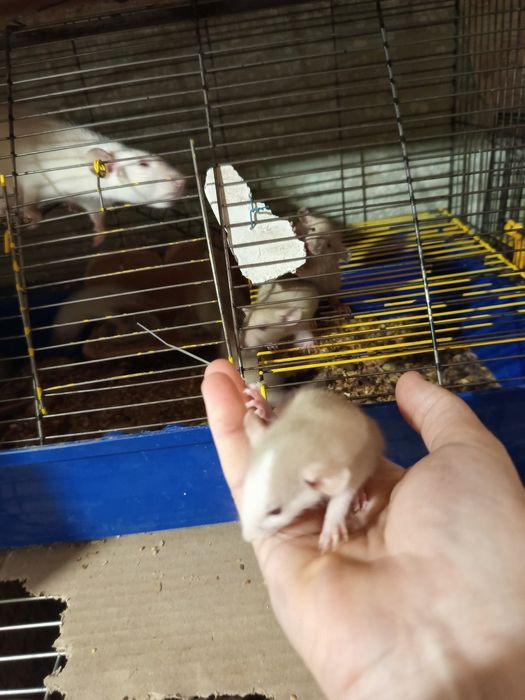 Маленькие крысята сиамские Дамбо