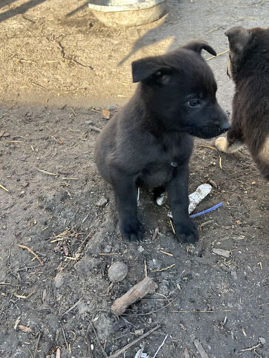Відам у добрі руки