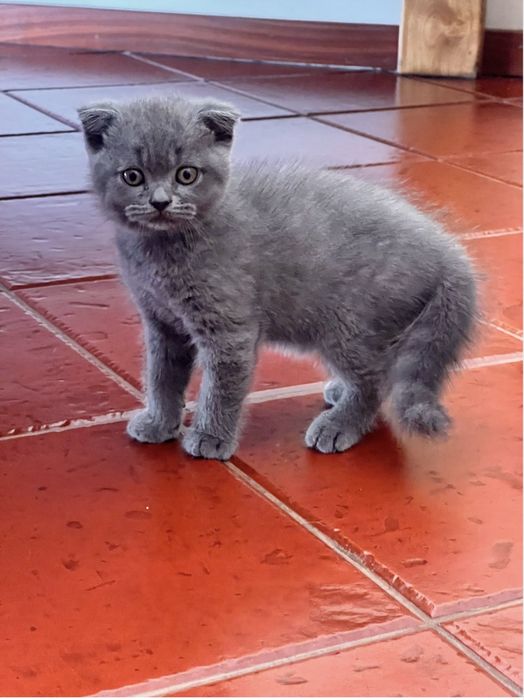 Gatos scottish