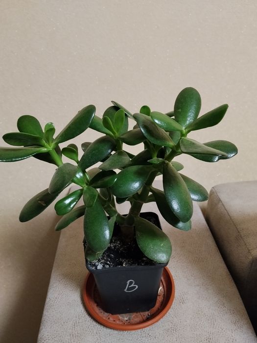 Продам грошові деревця,молоді і гарно розвинені.