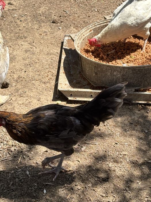 Pintos de varias raças
