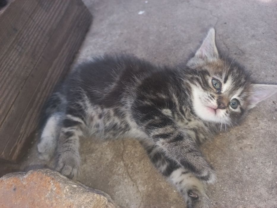 Котик в руки що не покинуть