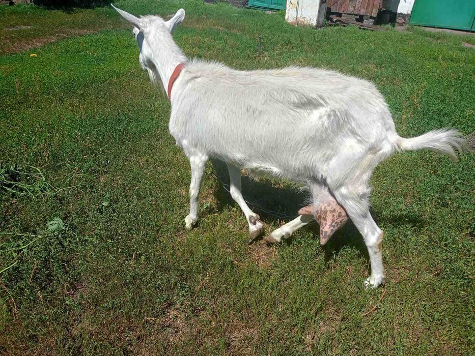 Продам дійну козу.