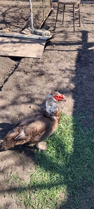 Селезень индоутки