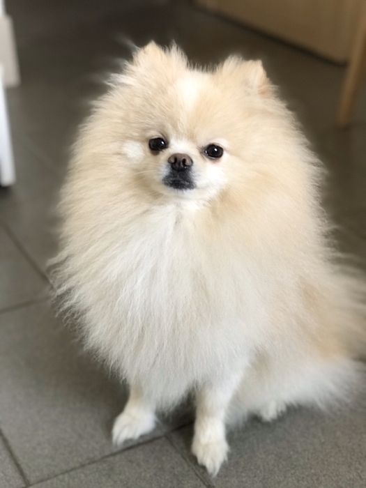 Шпіц вʼязка Івано-Франківськ