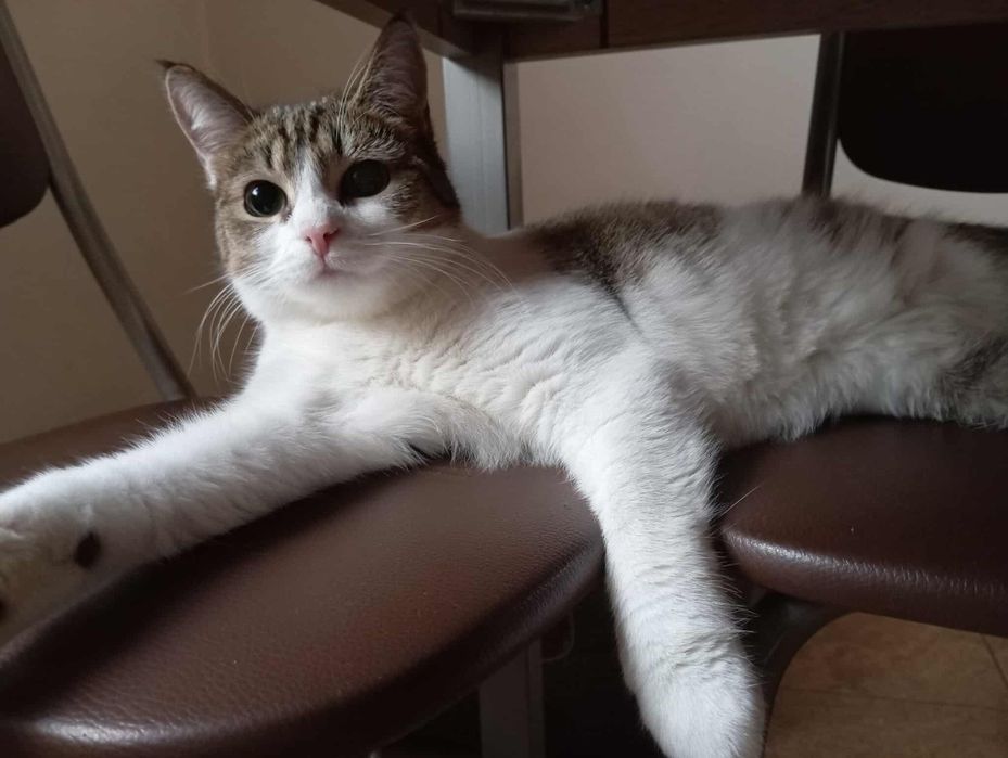 Piękna kotka Prosecco