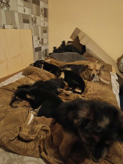 Pieski oddam w dobre ręce