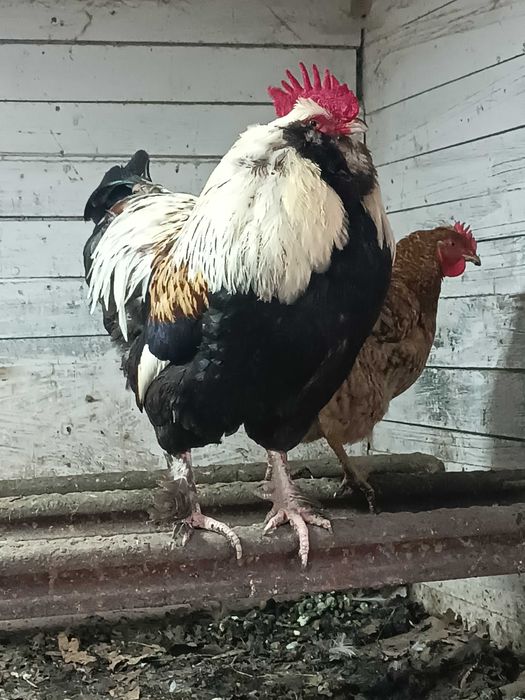 Продам півня породи Фавероль
