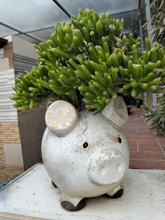 Vasos improváveis com plantas alusivas