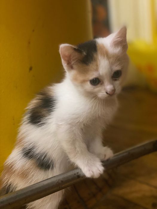 Кошенята ,1,5 міс шукають родину