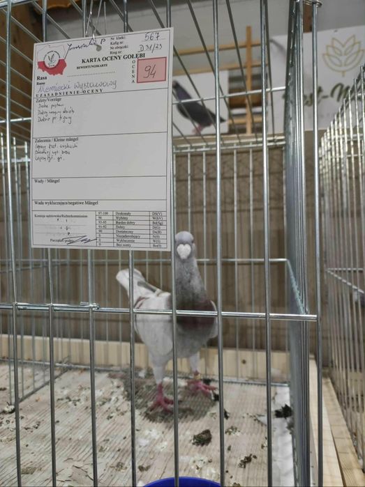 Gołębie Niemiecki Wystawowy