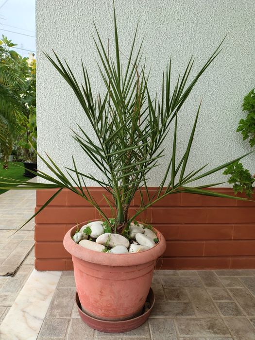 Palmeira em vaso