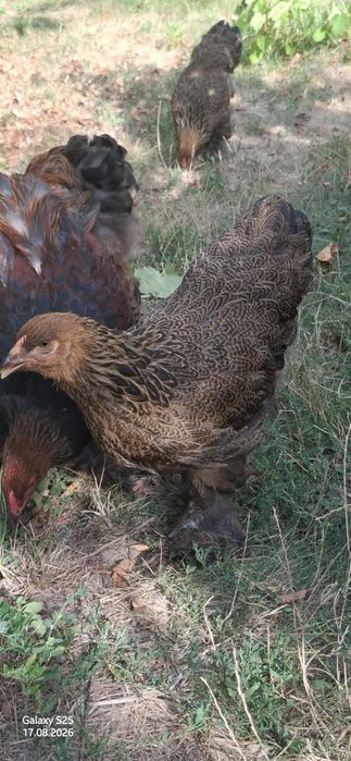 Продам Курчата Брама