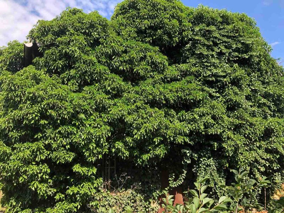 Уборка участков покос корчевка спил вывоз. Ответственно и качественно