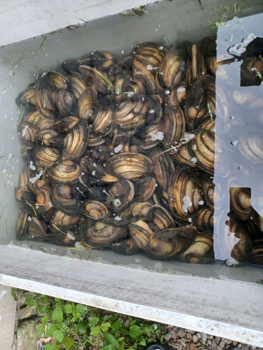 Karp narybek/kroczek. Sandacz , Amur , Lin , Tołpyga .