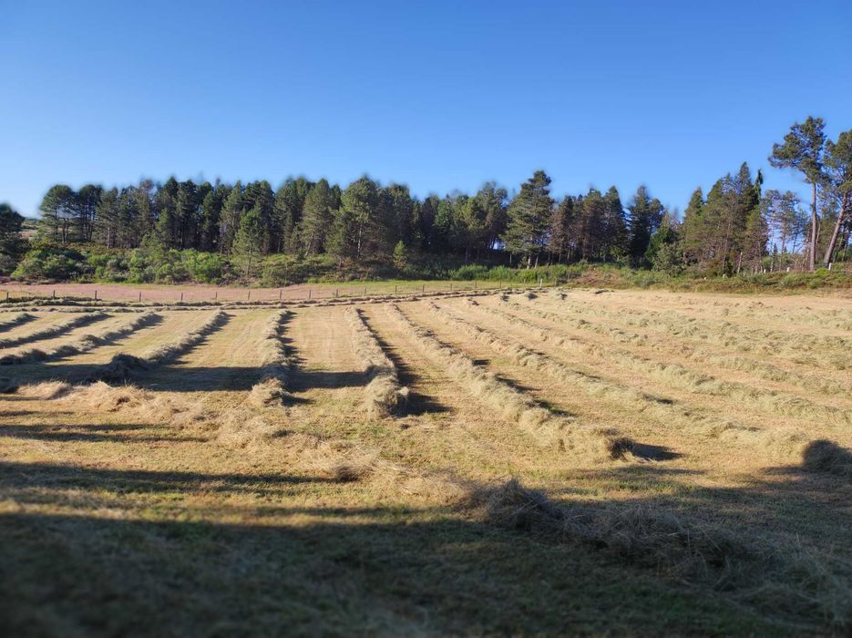 Rolos de Feno 2025 - Venda