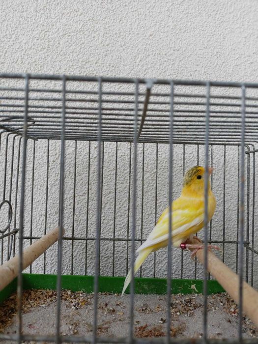 Kanarek/Kanarki Samczyk  Harcenski