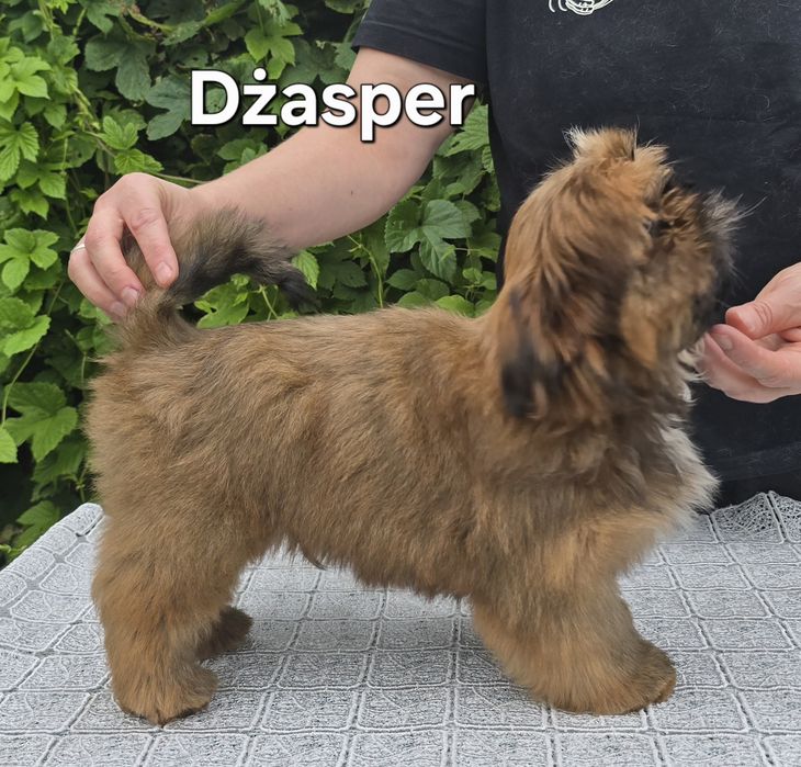 Piesek Shih tzu ZKWP