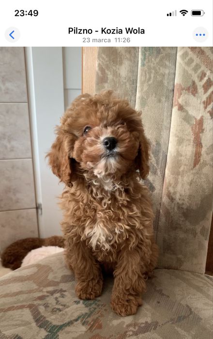 Cavapoo f1b cudna ruda sunia