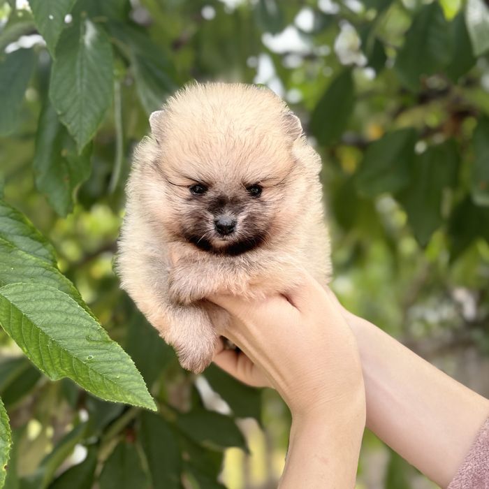 ляльковий ведмедик шоу классу