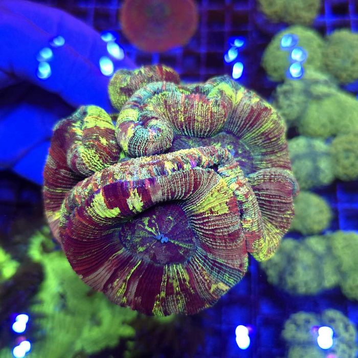 Trachyphyllia Master Grade Rainbow WYSIWYG koralowce LPS  Kingdom of Corals