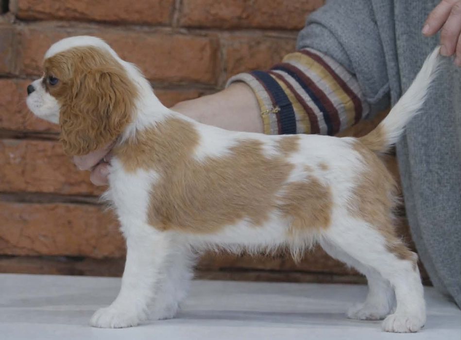 Кавалер Кінг Чарльз Спаніель КСУ