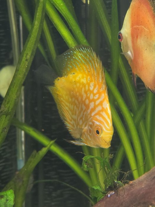 Discus Pigeon Gold