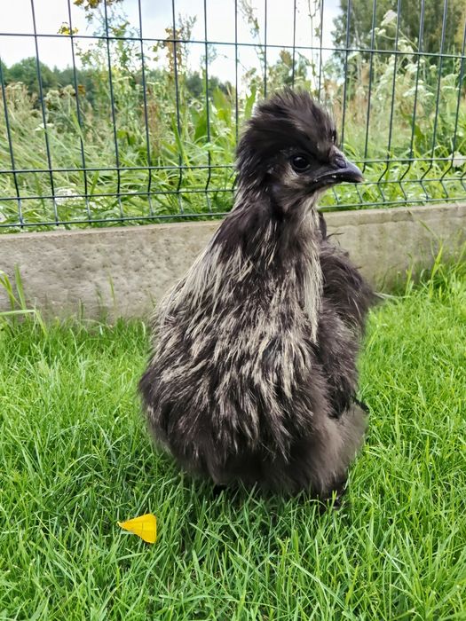 Kogut silka jedwabist silki ( zielononóżki)