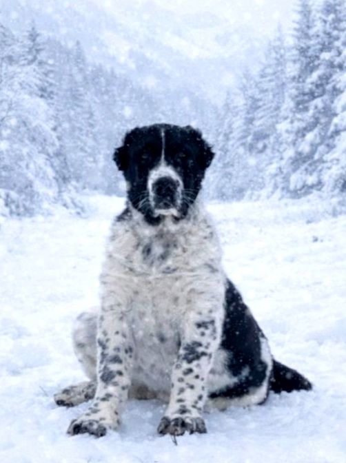 Щенки Алабая. Девочки.