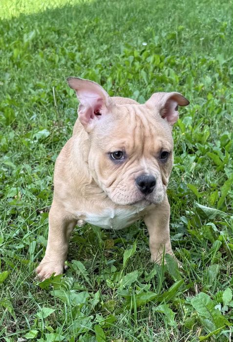 American bully piesek